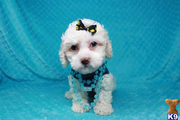lvpuppyheaven Picture 1